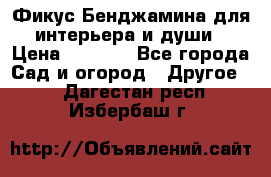 Фикус Бенджамина для интерьера и души › Цена ­ 2 900 - Все города Сад и огород » Другое   . Дагестан респ.,Избербаш г.